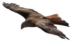 Adler